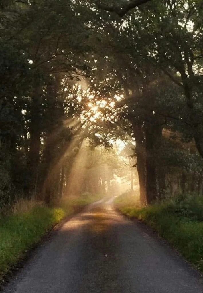 Forest3